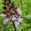 Les petits lutins de la forêt vue 2 . Orchis pourpre. Nestin. Bruno Godet